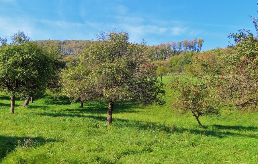 Vyškovec